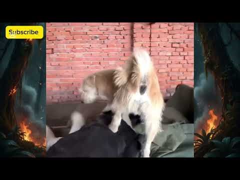 King Charles Alpha Dog Disciplines His Royal Guards