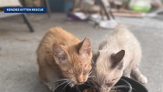 ‘Feces everywhere’: Sick cats rescued from Deltona home, some still missing