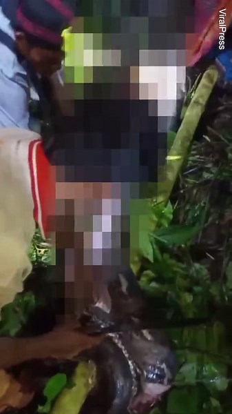 Moment farmer cut from belly of 23ft killer python in Indonesia