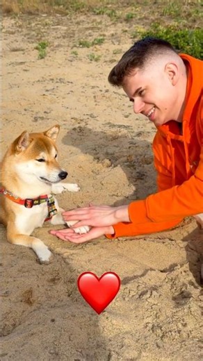 Shiba GAVE ME HIS PAW🐾❤️#shorts