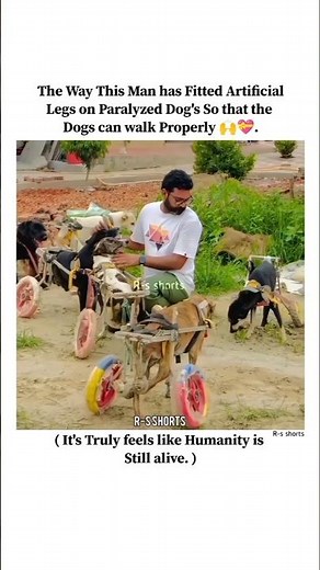 Humanity stiill alive 🙌💖. #paralyzeddog #humanity #rescuedog #animalsrescue #gentleman #shorts #edit