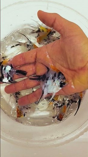 koi angel fish #angelfish #angelfishtank #tropical #tropicalfish ##cichlidaquarium #cichlidfish