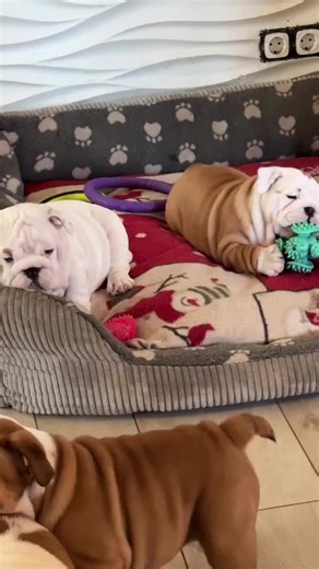 Champion English Bulldog: Quality & Pedigree