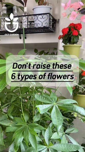 Oldgarden Official on Instagram: "Don't raise these 6 types of flowers #planting #gardentips #gardening #gardencare #garden #gardenlover #greengarden"