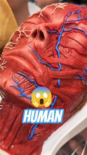 Inside human face #anatomy #youtubeshorts #yt