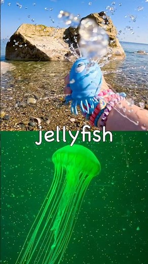 Kids Learn at the Shore | Sea Animal Names: Jellyfish Dolphin Shark Starfish Turtle