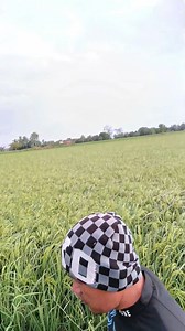 114 reactions · 25 comments | high-yielding rice variety na resistant sa pests and diseases (Tubigan 18 ) #farmersmarketsareessential #ricefieldview #agriculture #RICEFARMING #rice #ricepaddies #Stemborer #insects #insectworld #insecticide #insecticidefree #Insectrepellent #farmers #peste #pestexperts #FYI #trendingreels #fertilizer #foliar #topdressing | Glen M Ibanez | Facebook