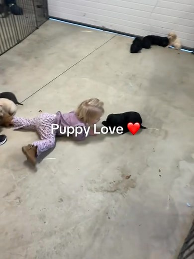 3.7K views · 18 reactions | Reserve a puppy for a Christmas Present!...