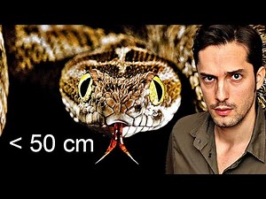 Tiny snake kills most people