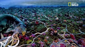 Les eaux du Détroit de McMurdo, en Antarctique, sont plongées dans l’obscurité pendant de longs mois. Cela ne les empêche pas d'abriter une faune riche et colorée 💦 | Nat Geo Wild France