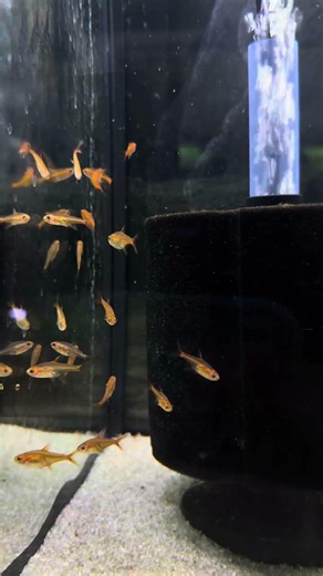 Ember Tetras❤️