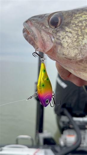 The Rippin Rap’ just got deadlier 🔥 ANTIFREEZE BEAUTY - A custom color only available at FishUSA.com for a limited time. Pick yours up and get to catching! 👊 . Bigwater Fishing Rapala . #FishUSA #AmericasTackleShop #Rapala #RippinRap #Walleye | FishUSA