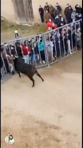 Toros arremete contra la talanquera #toros #torosdelidia #toropasion
