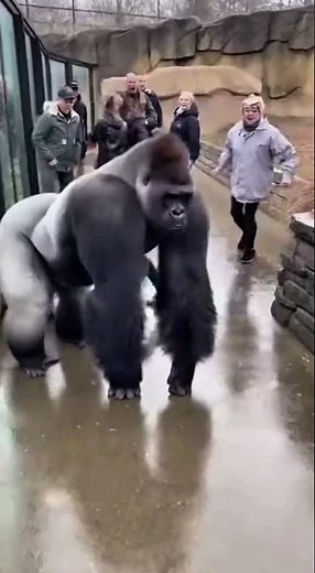 Gorila intenta escapar 😳 #funny #gorila #animals