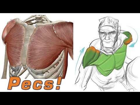 Do You Know How to Draw the Chest?