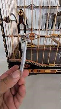 Explicando a árvore genealógica do PEREGRINO