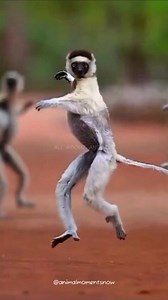 1.4K views · 27 reactions | Sifaka Lemur This Lemur Jumps 30 Feet Like It’s Nothing! #SifakaLemur #sifaka #lemur #wildlife #wildanimals | All About Animals | Facebook