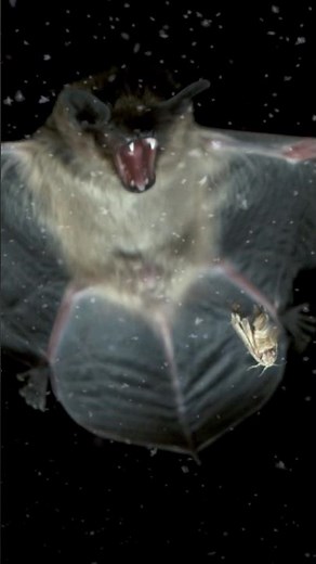 Perfect Shot: 🦇 Bats Hunting Moths in Slow Motion