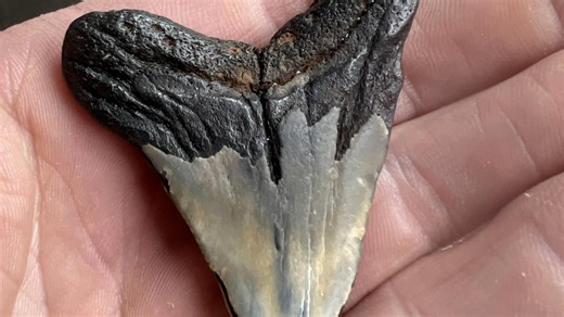 Jan Juc surfer finds 25-million-year-old shark tooth