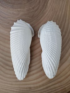 Large Angel Wing Shells - Etsy