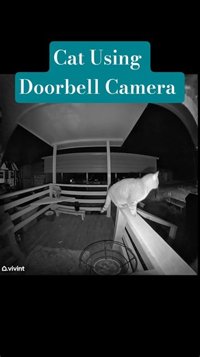 Cat Using Doorbell Camera