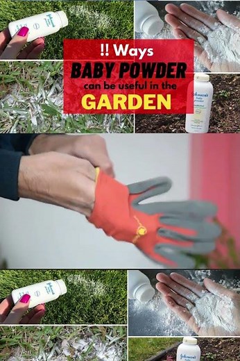 11 Effective Baby Powder Uses And Hacks In The Garden