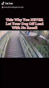 10M views · 65K reactions | This is why you don't let your dog off the lead with no recall | Southend Dog Training | Facebook