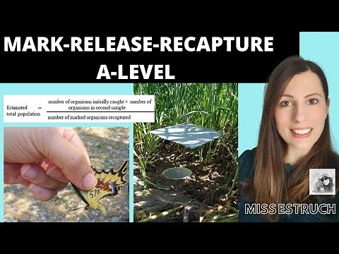 Mark-Release-Recapture A-level Biology: Estimating population size of animals
