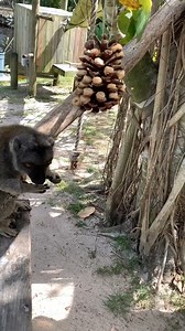 17K views · 201 reactions | Peanut butter and cheerios on a pinecone makes for a tasty treat for our primates! Victoria, a white-headed brown lemur, was a big fan. Video: Keeper Emily #keepercloseup #napleszoo | Naples Zoo at Caribbean Gardens | Facebook