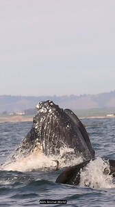 Interesting facts about Whale 🐳 #whale #shorts #facts #reels | Abhi Animal World