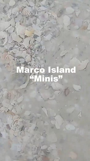 4K views · 93 reactions | Mini Shells from Marco Island 殺 #florida #marco #explore #nature | Beach Bummin Dad | Facebook