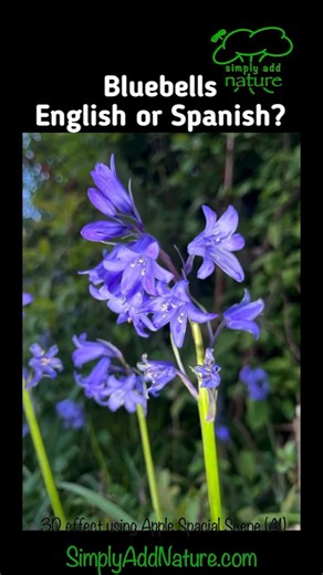 Bluebells - Spanish or English Bluebells? Pinkbells and White Bells #shorts