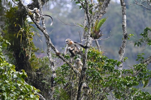 Rare blue-faced monkeys seen swinging through remote forest in Vietnam | Discover Wildlife
