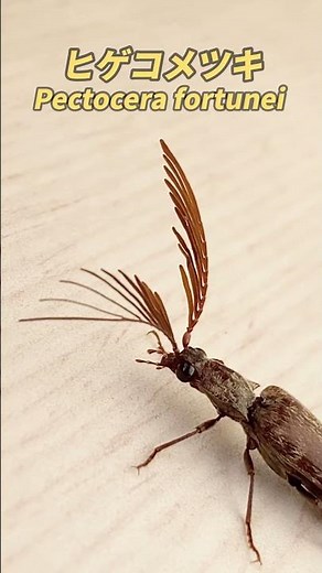 スーパーまゆ毛ボ〜ン コメツキムシ clickbeetle insects 昆虫図鑑