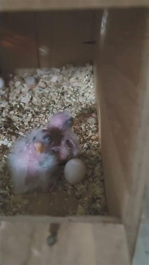 laying egg nd baby parrot #birds #chicks #parrot