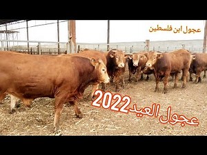 شاهد جميع انواع عجول وأبقار عيد الاضحى من دخل الحوش 2022