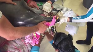 68K views · 910 reactions | AMAZING SCENES: A HEAVILY pregnant...