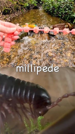Bug Insect Names | Kids Learn at the Waterfall: Millipede Beetle Spider Rhino Beetle Stink Bug