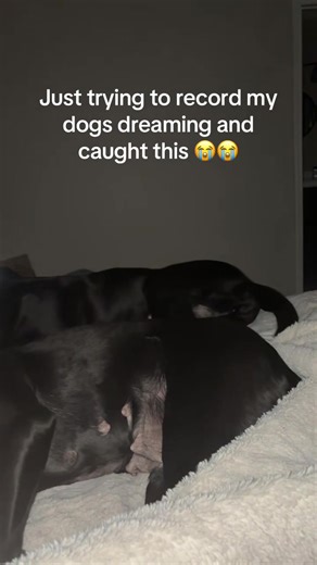Heartwarming Dreaming Dog Moments Caught on Camera