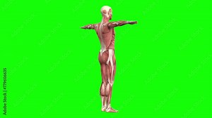 3D male muscles anatomy T-pose on green screen seamless loop 3D animation, rotating 360. You can easily key out (remove) the green screen with just one click using any video editor.