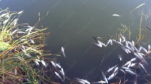 Massive Poisoning of Fish in the River / Fish poisoning caused by discharge of toxic substances from factories in the river
