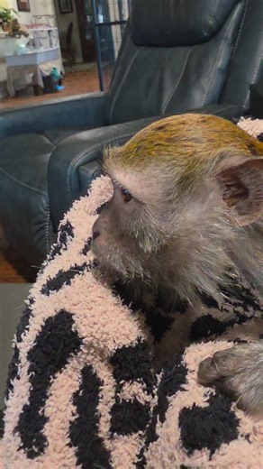 Java jobber jobber lol But THOSE Eyes 😍 Love time with my sweet Ezra #java #macaque #monkey #ezra #sosweet #Feb2026 #loveher | Gena Walck