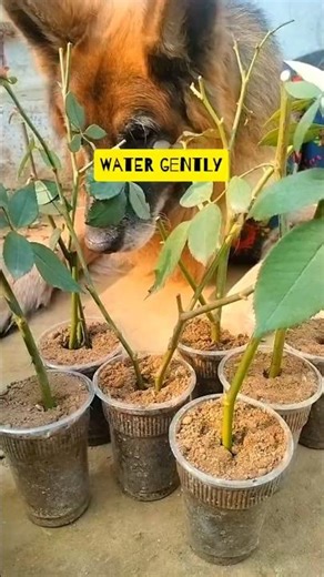 Growing Roses from Cutting🌹| Easy 1-Minute Method #gardening #howto #cuttings #rose #propogation