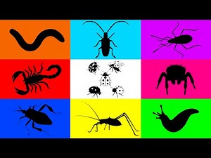 Insect: Jumping Spider, Ladybug, Scorpion, Beetle, Grasshopper, Millipede, Cotton bug, Snail
