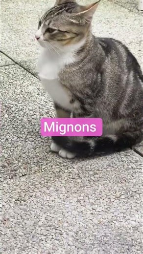 Ils sont adorables #cat #catlovers #cute #animals ‪@sodachhim‬