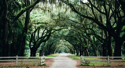 The Best Places to Spot the Famous Savannah, GA, Oak Trees