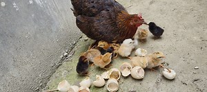 264K views · 6K reactions | Backyard chickens Hatching Chicks at Home Success! Backyard chickens and egg hatching with a lovly broody hen—learn how to hatch chicken egg using a natural broody hen and an egg incubator. Cute chicks for sale, top chicken incubator tips, chicken hatch vibes, and popular chicken breeds all in one place! #chicks #egghatching #incubator #adorable #cuteanimals #backyardchickens #cute #animalovers | Animals Life | Facebook