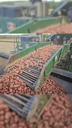 This Is What We Do #organic #maine #potato