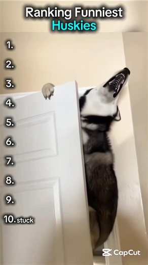 Funniest Huskies