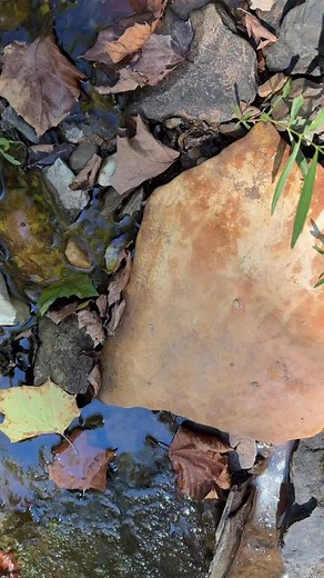 I found this nonvenomous northern water snake eating a fish this past summer. This species is semi-aquatic and is often found in or very close to water (this snake was in a small creek). They will eat just about anything they can overpower!🐍 | Tim in the Wild